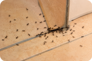 désinsectisation fourmis