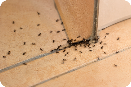 désinsectisation fourmis