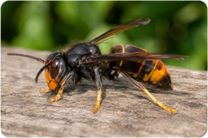 Frelon aux couleurs noir et orange posé sur une surface en bois
