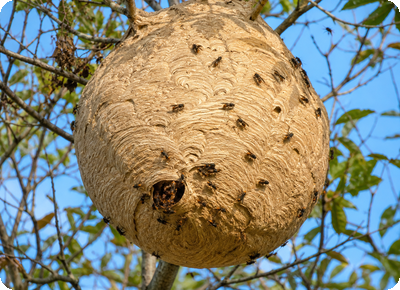 Nid de frelons asiatique suspendu à un arbre