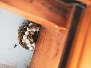 Que faire face à un nid de guêpes à Tarascon-sur-Ariège ?