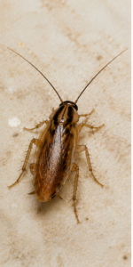 Blatte brune vue de dessus, avec de longues antennes et des pattes épineuses