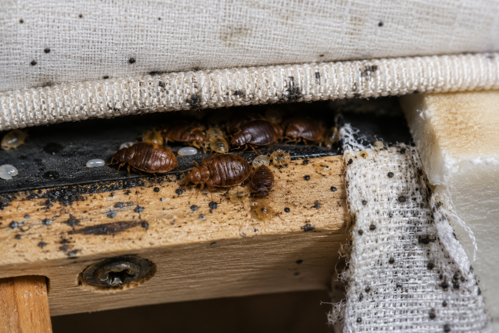 Punaises de lit adultes et jeunes, œufs et déjections visibles sous un tissu, sur une latte en bois